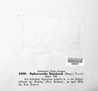 Mycosphaerella equiseti image